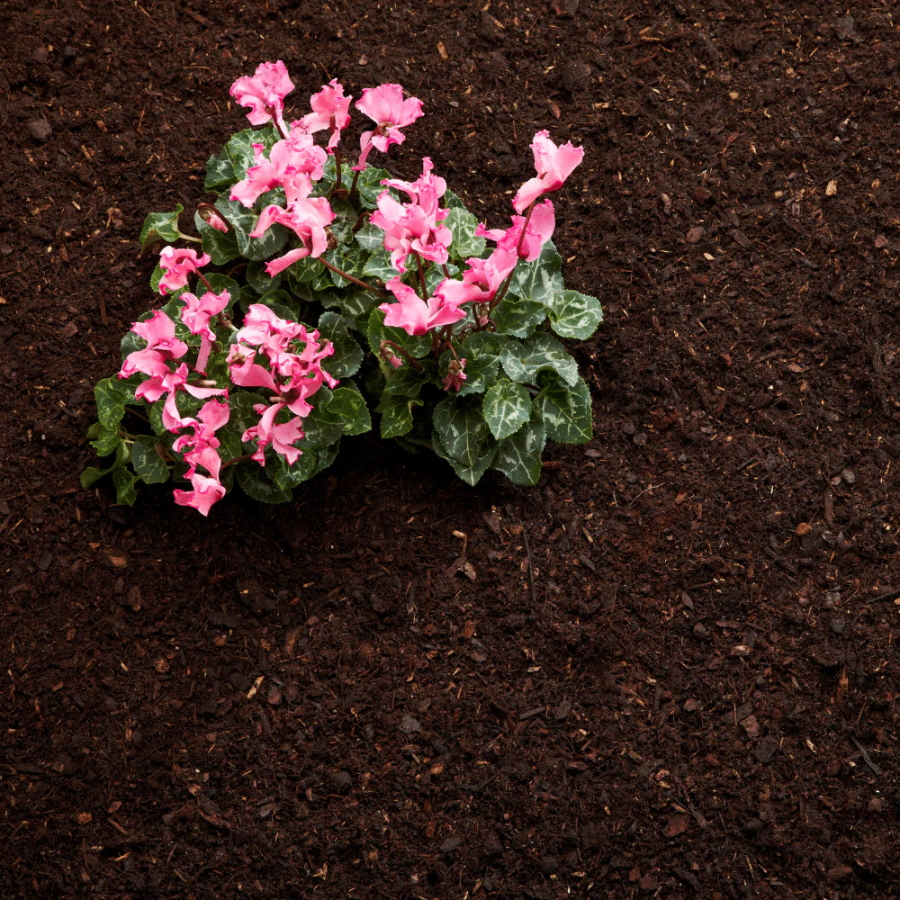 Heart of Eden Peat Free Multi Purpose Compost 50L - Image 4