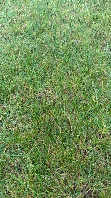 Premium Seeded Lawn Turf per m2 roll - Image 4